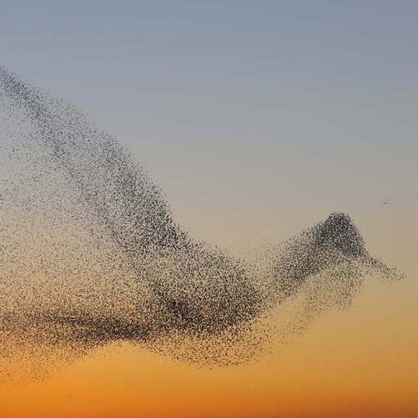 Murmurations of elliptic curves