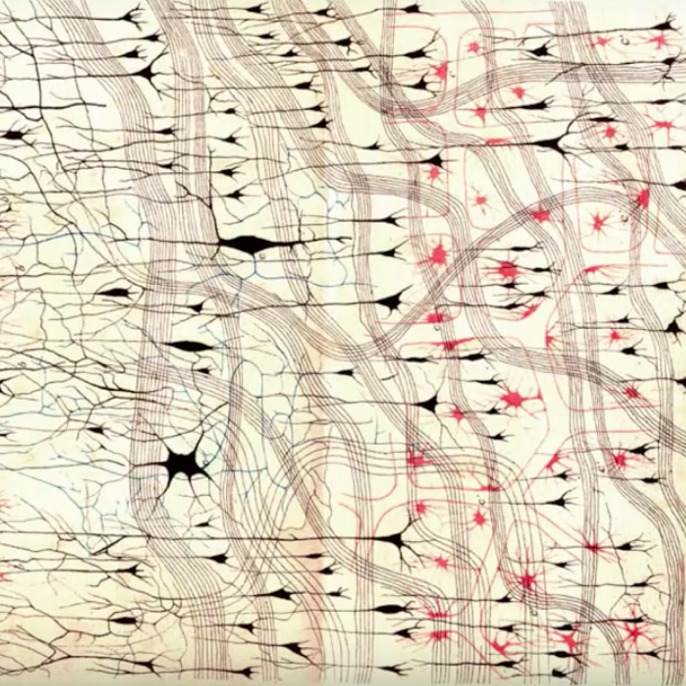 Image for the paper "The space of functions computed by deep layered machines"