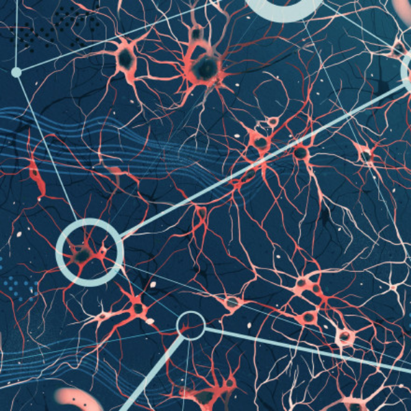 Image for the paper "Quantum generalisation of feedforward neural networks"